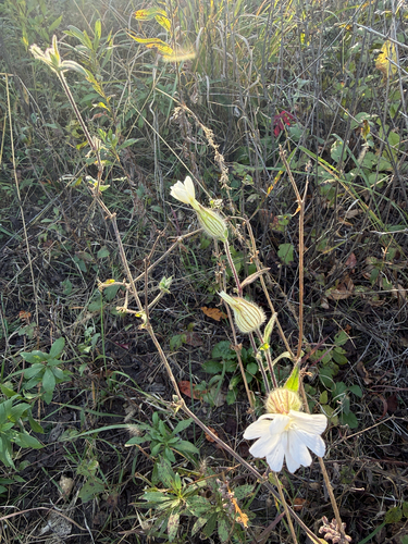 white campion