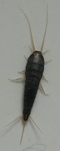 Common Silverfish