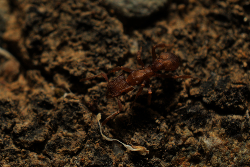 Wheeler’s Fungus-farming Ant