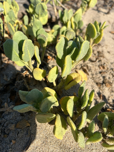 iNaturalist observation photo of red sand-verbena