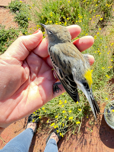 Yellow-rumped Warbler