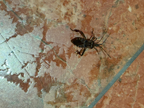Western Conifer Seed Bug