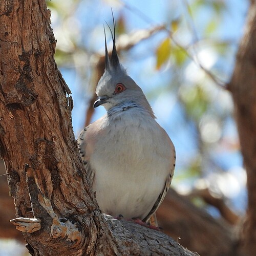Crested Pigeon