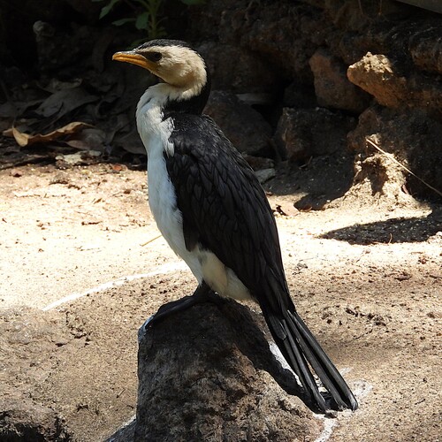 Little Pied Cormorant