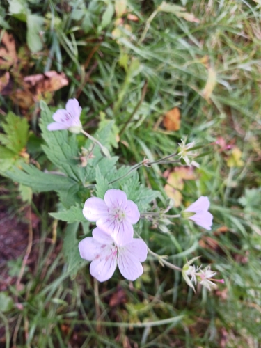 wood crane's-bill