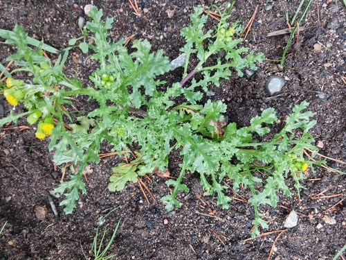common groundsel