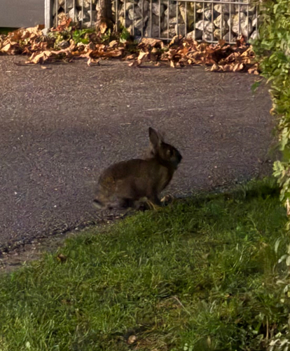 European Rabbit