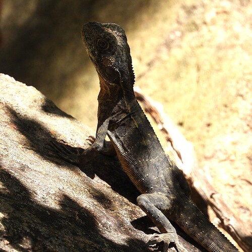 Eastern Water Dragon