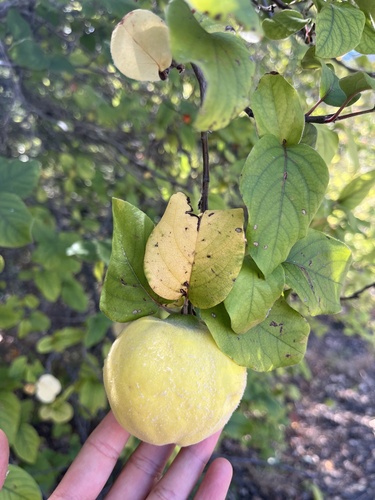 iNaturalist observation photo of Quince