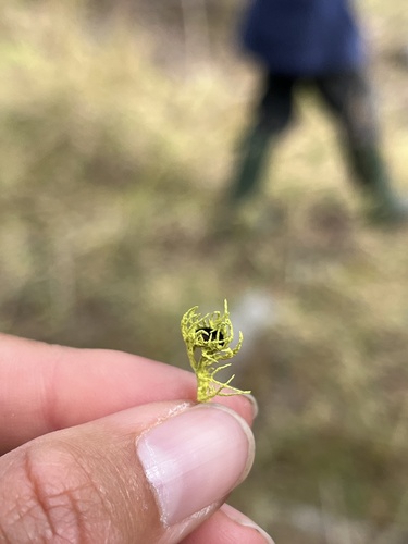 iNaturalist observation photo of Brown-eyed Wolf Lichen