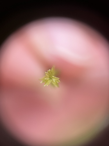 iNaturalist observation photo of Meesia