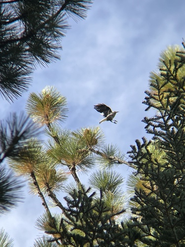 iNaturalist observation photo of Clark's Nutcracker