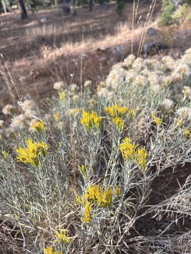 iNaturalist observation photo of Rubber Rabbitbrush
