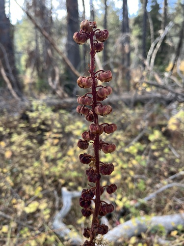 iNaturalist observation photo of woodland pinedrops