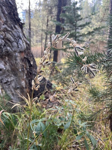 iNaturalist observation photo of Burke's Lupine