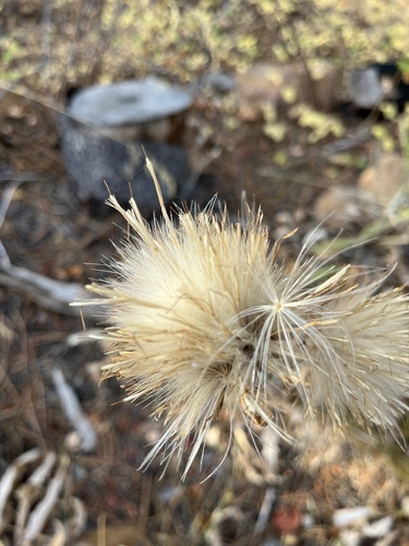iNaturalist observation photo of Plume Thistles