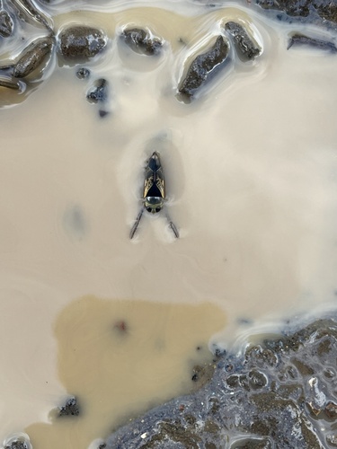 iNaturalist observation photo of Kirby's Backswimmer