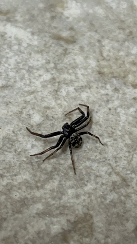 iNaturalist observation photo of Utah Crab Spider