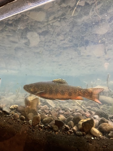iNaturalist observation photo of Brook Trout