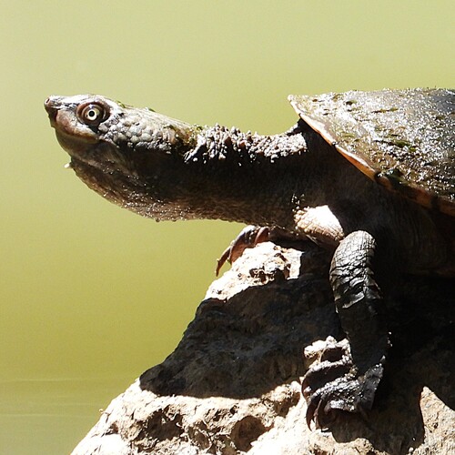 Eastern Saw-shelled Turtle