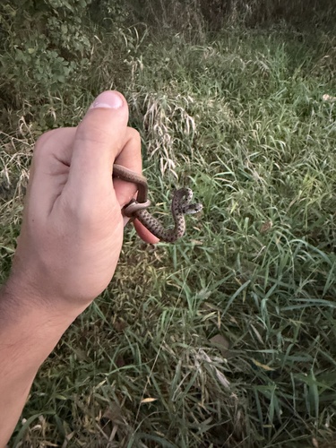 DeKay's Brownsnake