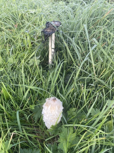 Shaggy Mane