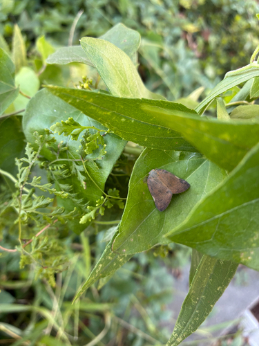 Brown Winged Plant Hopper