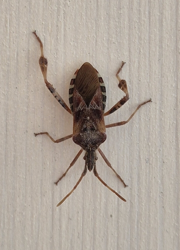 Western Conifer Seed Bug