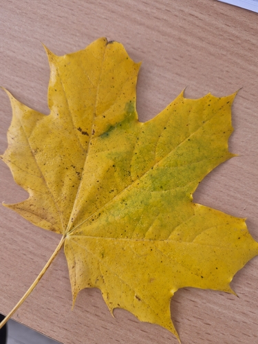 Norway maple