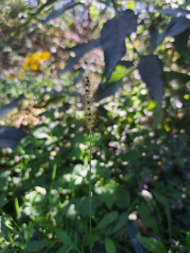 yellow foxtail