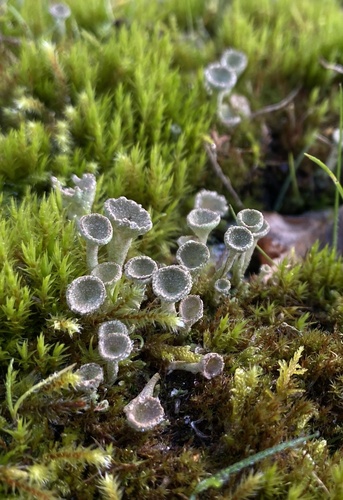 Trumpet Lichen