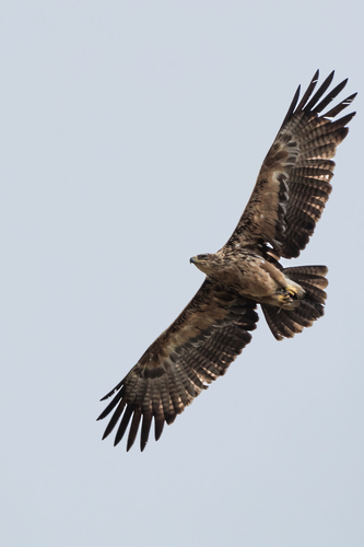 Tawny Eagle