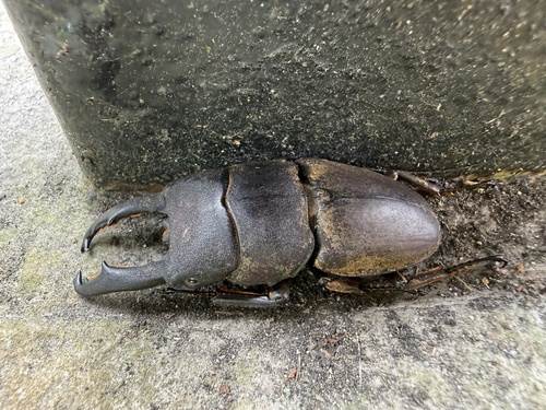 Serrognathus taurus subtaurus
