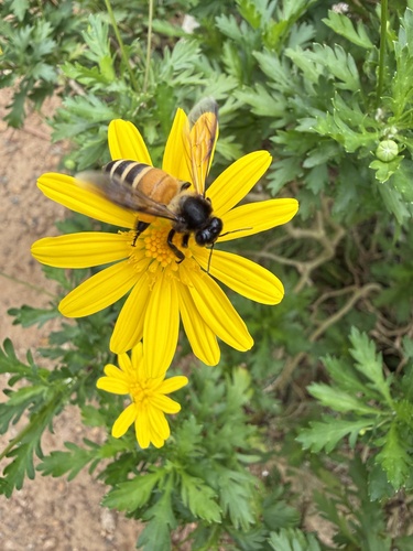 Giant Honey Bee