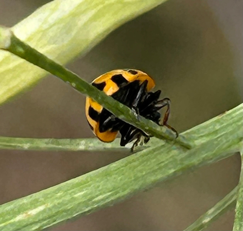 Small Transverse Ladybird Beetle