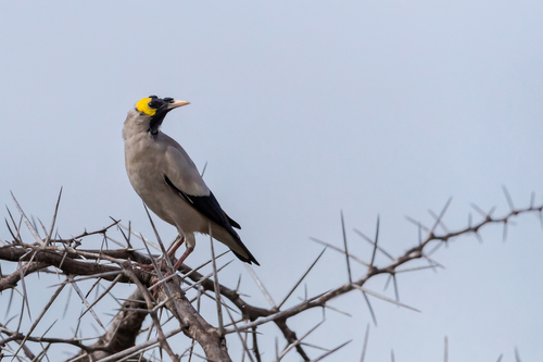 Wattled Starling