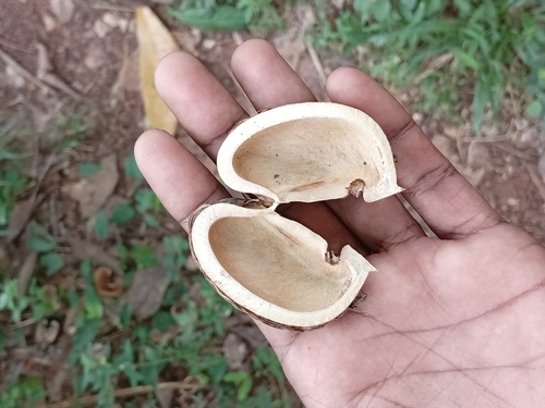 rubber tree