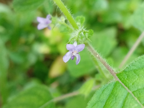 Wide Spikenard