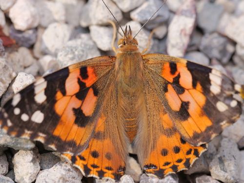 Painted Lady