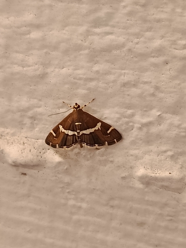 Hawaiian Beet Webworm Moth