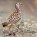 Crested Francolin - Photo (c) Carl Downing, all rights reserved, uploaded by Carl Downing