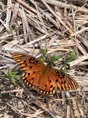Gulf Fritillary