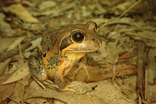 Scarlet-sided Banjo Frog
