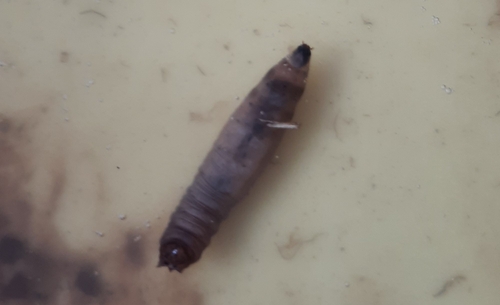 Prionocera