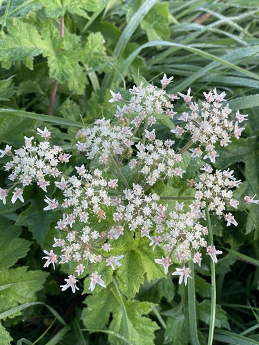 hogweed