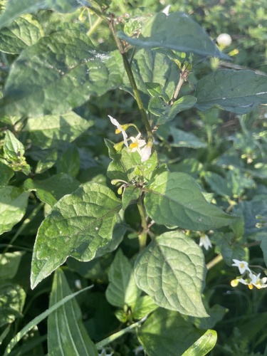 black nightshade