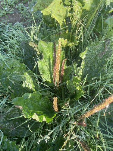 greater plantain