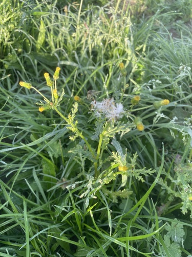common groundsel