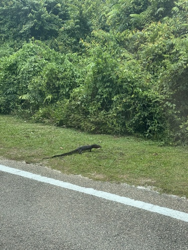 Common Water Monitor