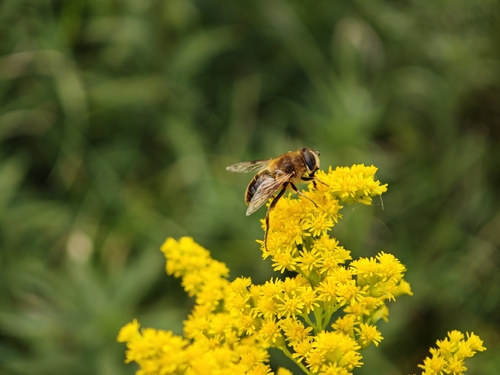 Common Drone Fly